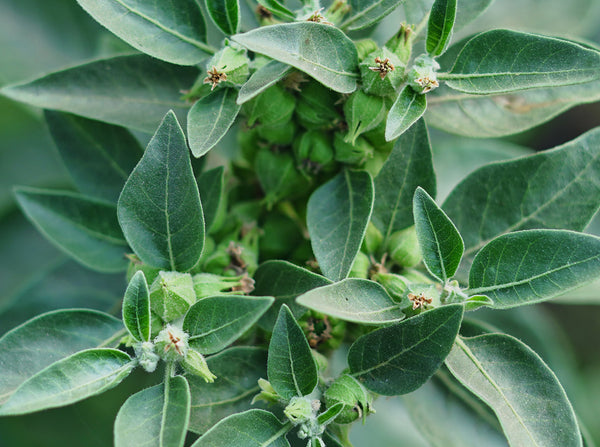 Ashwagandha