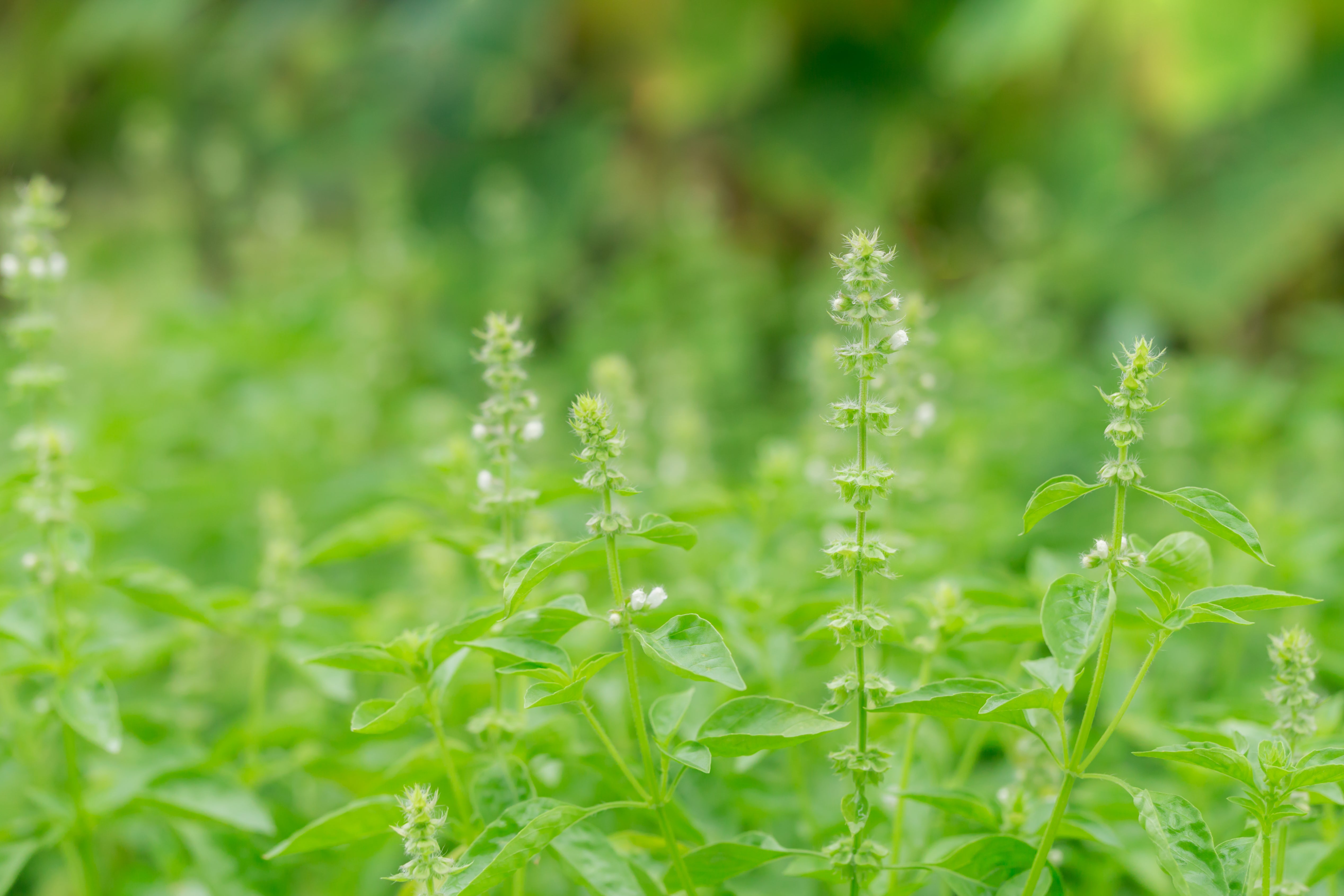 IMMUNE &amp; ANTIOX – Beneganic Europe